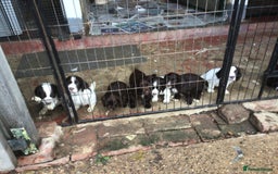 Cocker Spaniel dogs for sale: Cocker Spaniel - Advert 3