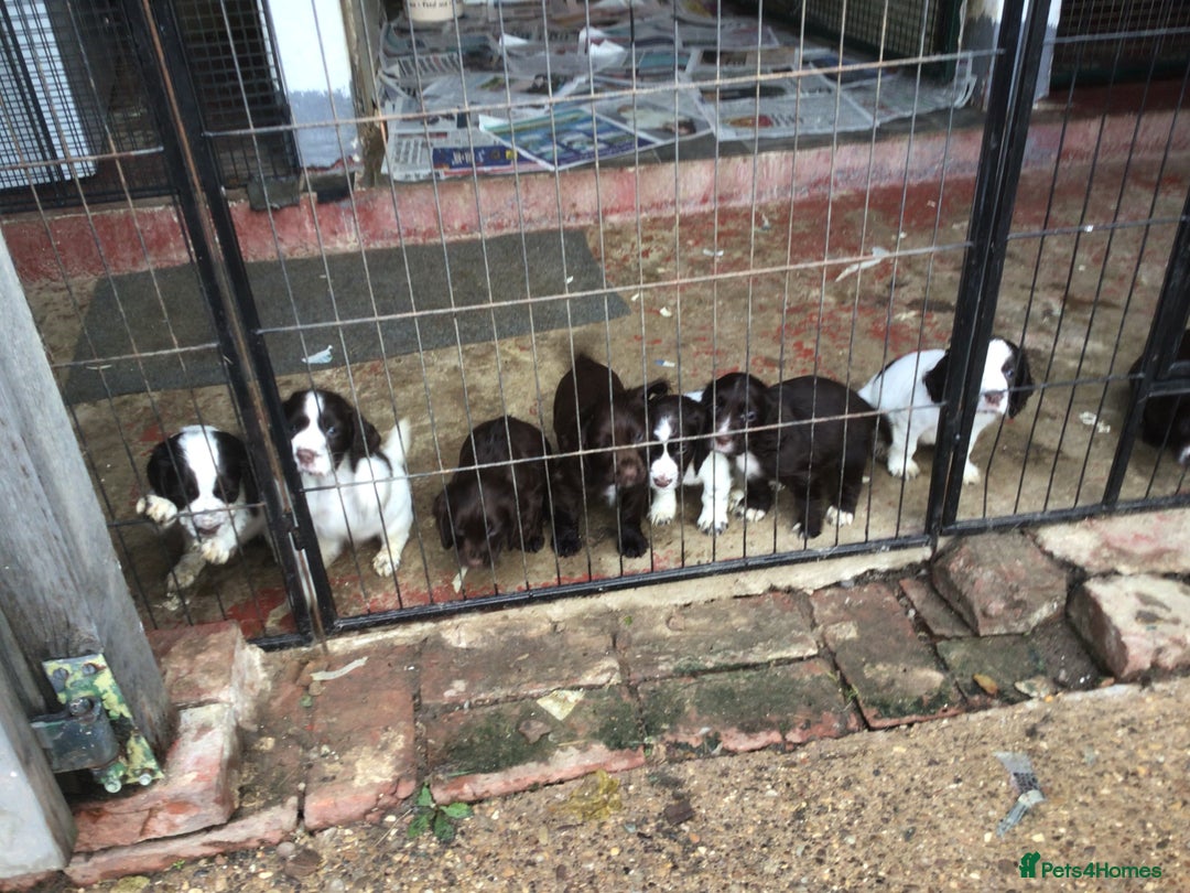 Cocker Spaniel dogs for sale: Cocker Spaniel - Advert 3