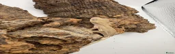 Gecko reptiles for sale: 🦎BABY MIXED CRESTED GECKOS AVAILABLE 🦎 - Advert 4