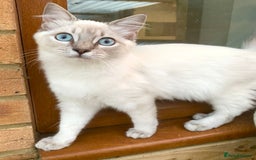Ragdoll cats for sale: Ragdoll lynx point female kitten 5 months old   - Image 2