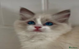 Ragdoll cats for sale: PEDIGREE RAGDOLL KITTENS (GCCF)– last 1 left! in Buntingford - Image 10