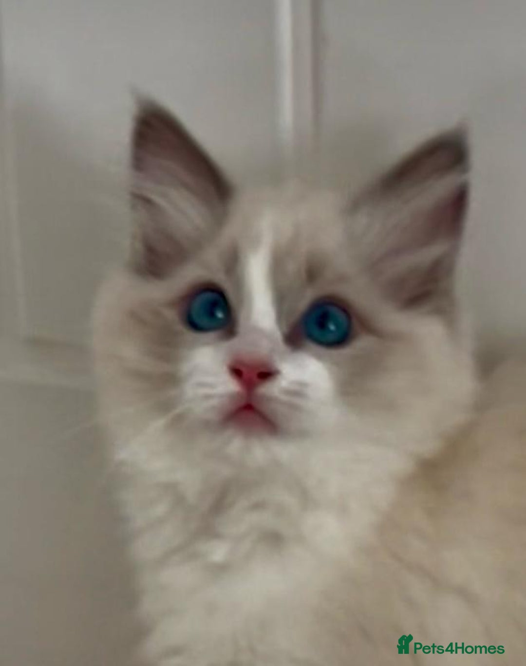 Ragdoll cats for sale: PEDIGREE RAGDOLL KITTENS (GCCF)– last 1 left! in Buntingford - Image 10