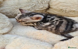 Bengal cats for sale: Full pedigree bengal kitten - Image 12