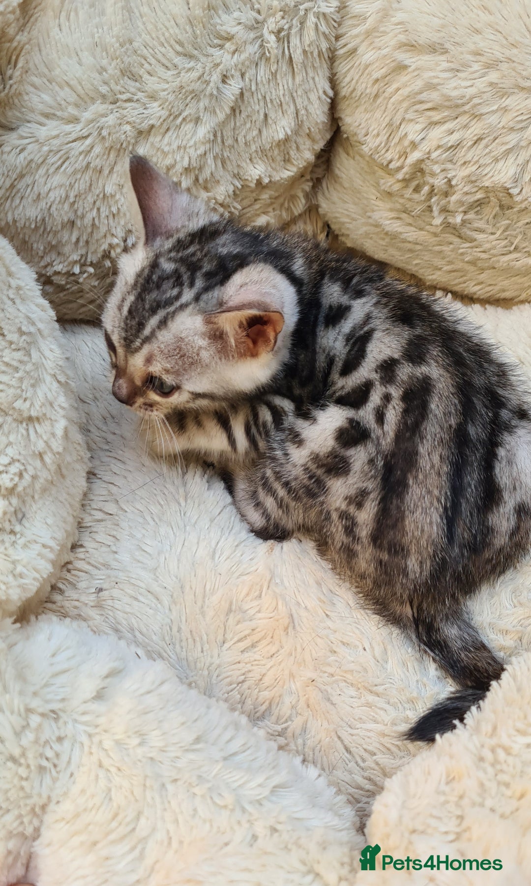 Bengal cats for sale: Full pedigree bengal kitten - Image 12