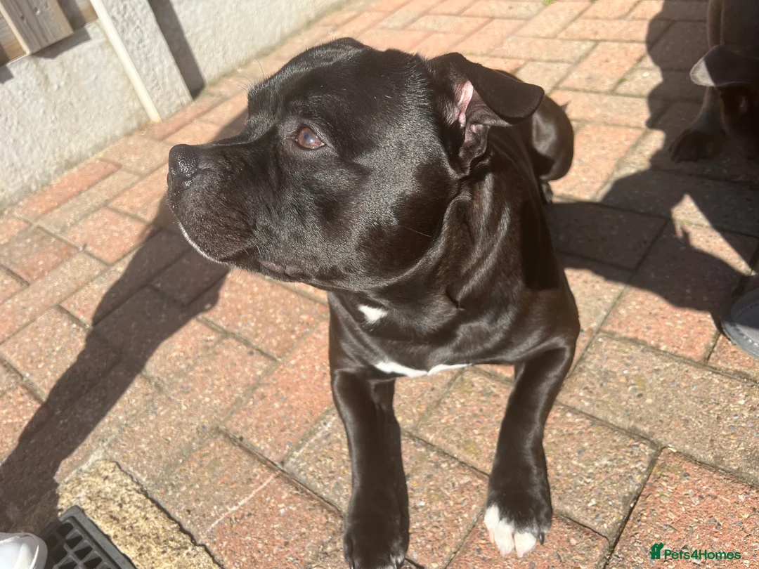 Staffordshire Bull Terrier dogs for sale: Blue & Black Staffordshire bull terrier pups - Advert 8