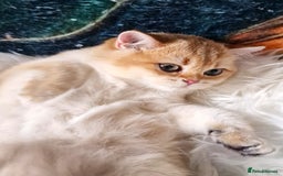 British Shorthair cats for sale: NY12 GOLDEN BSH BOY READY TO GO! - Image 9