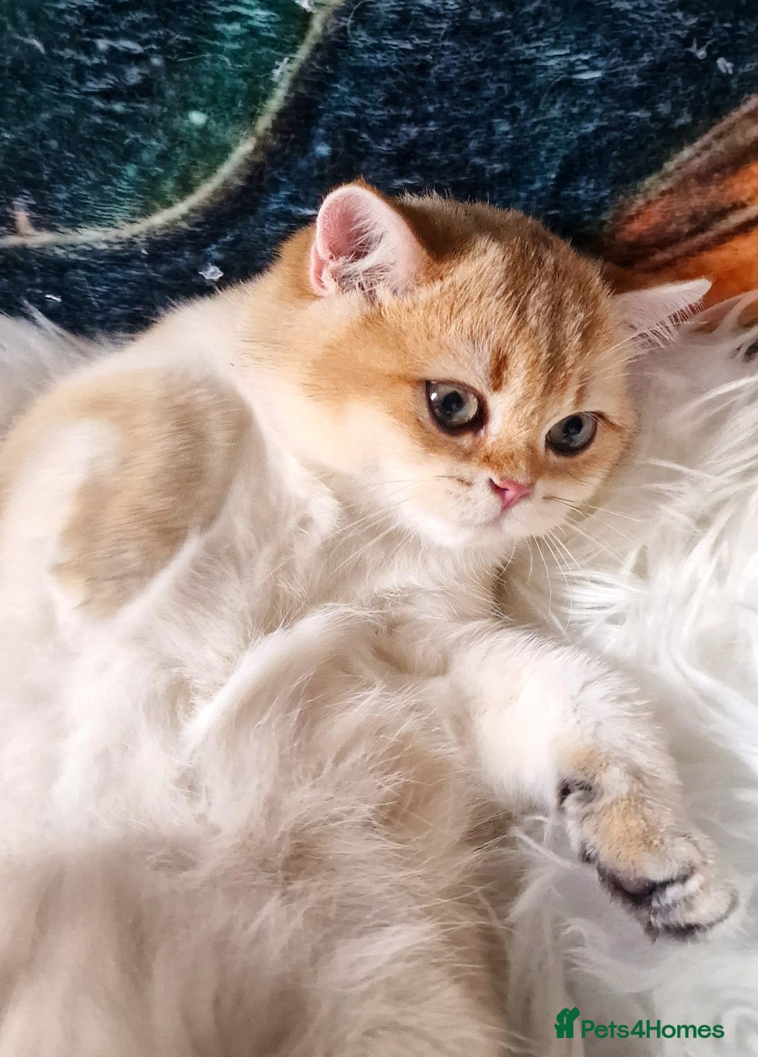 British Shorthair cats for sale: NY12 GOLDEN BSH BOY READY TO GO! - Image 9