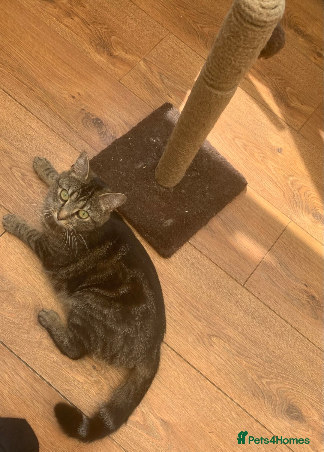 Domestic Shorthair cats for sale: Cookie - Image 3