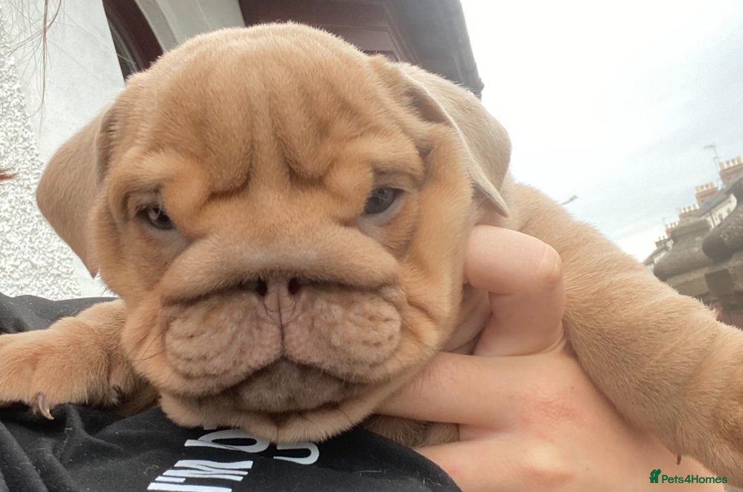 English Bulldog dogs for sale: English bulldog puppies  - Image 20