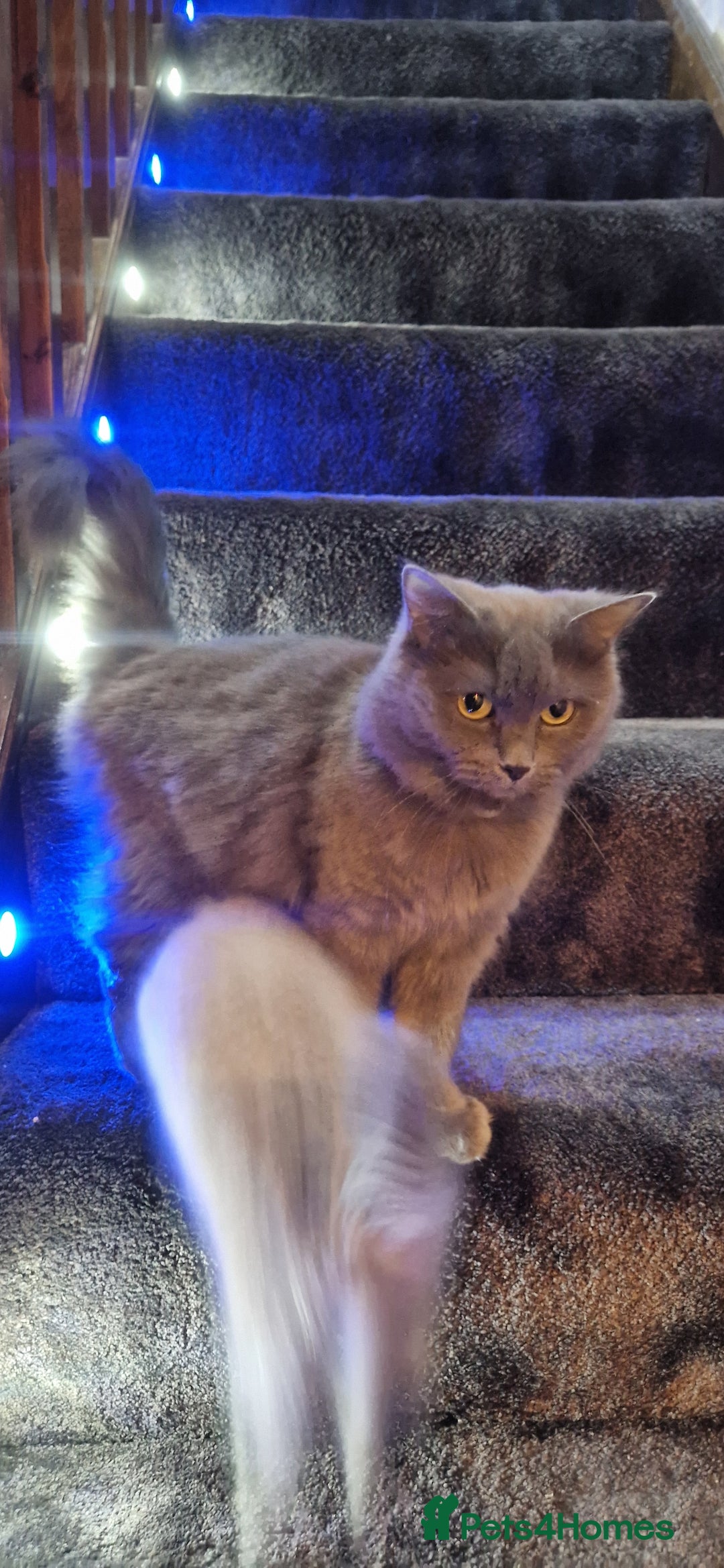 Ragdoll cats for sale: Male ragdoll kitten - Advert 1