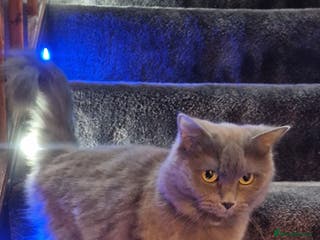 Ragdoll cats Male ragdoll kitten - Advert 1