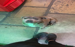 Staffordshire Bull Terrier dogs for sale: ✨ Blue Staffy Pups – Happy, Healthy & Loving!  - Image 13