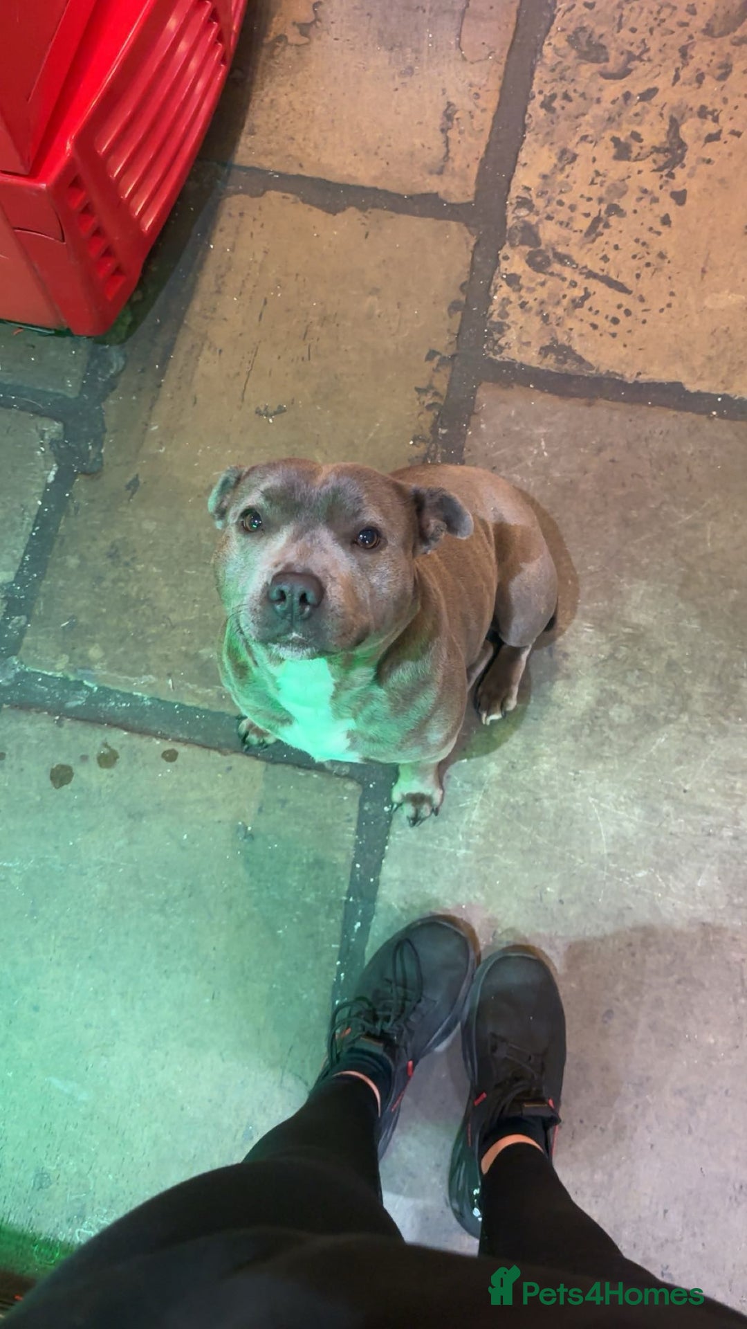 Staffordshire Bull Terrier dogs for sale: ✨ Blue Staffy Pups – Happy, Healthy & Loving!  - Image 13