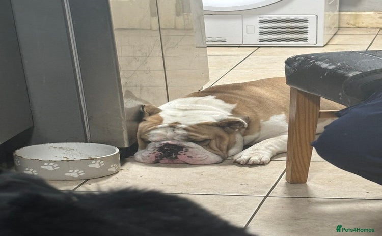 English Bulldog dogs - Advert 1
