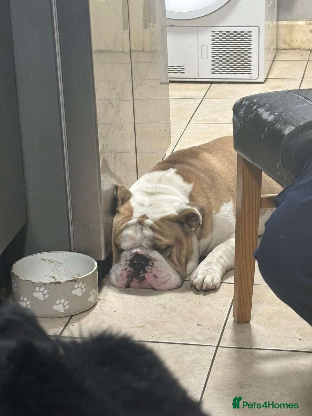 English Bulldog dogs for sale: Needs to go to a good home! - Image 1