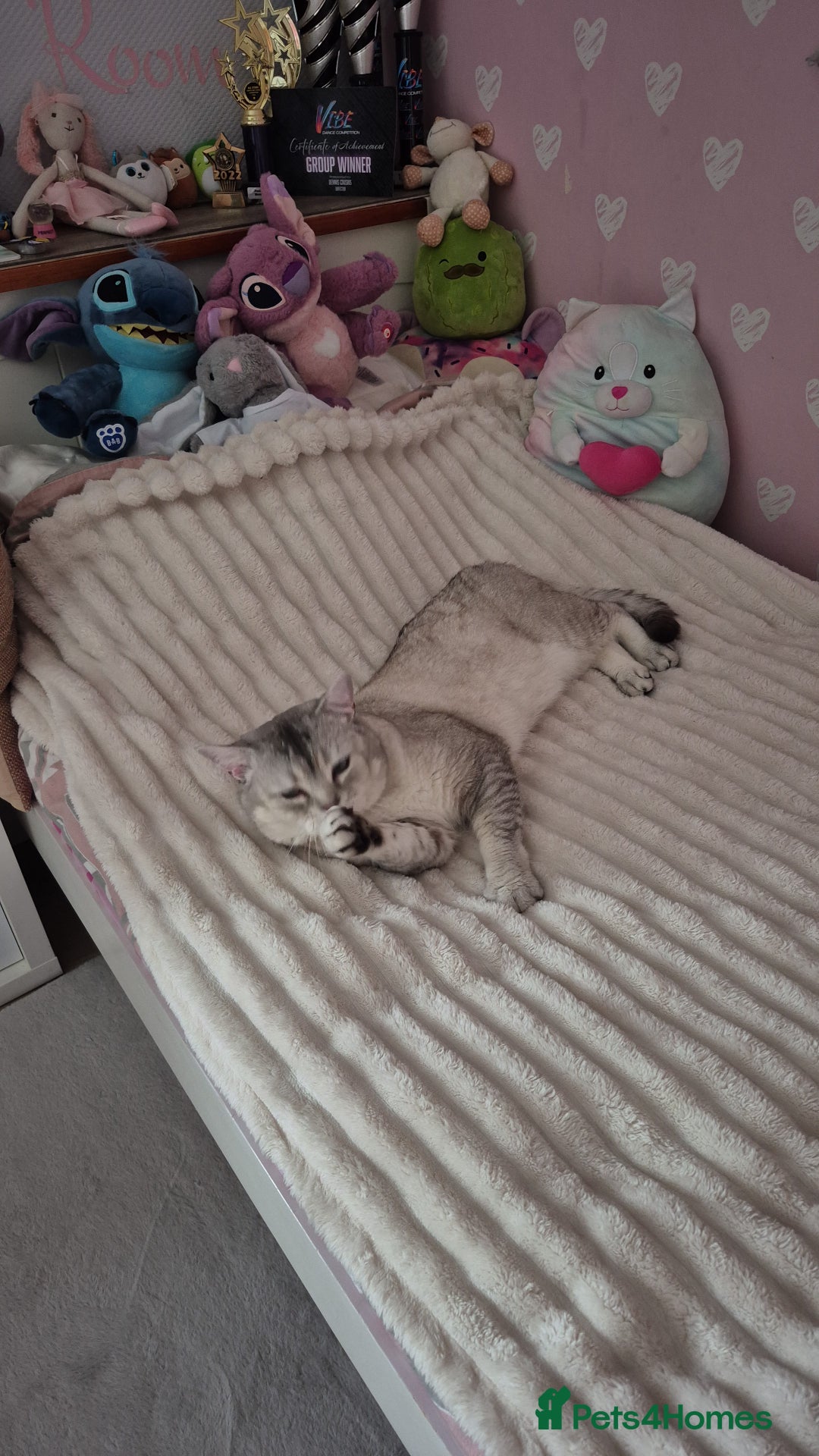 Scottish Fold cats for stud: Scottish fold with straight ears  - Image 3