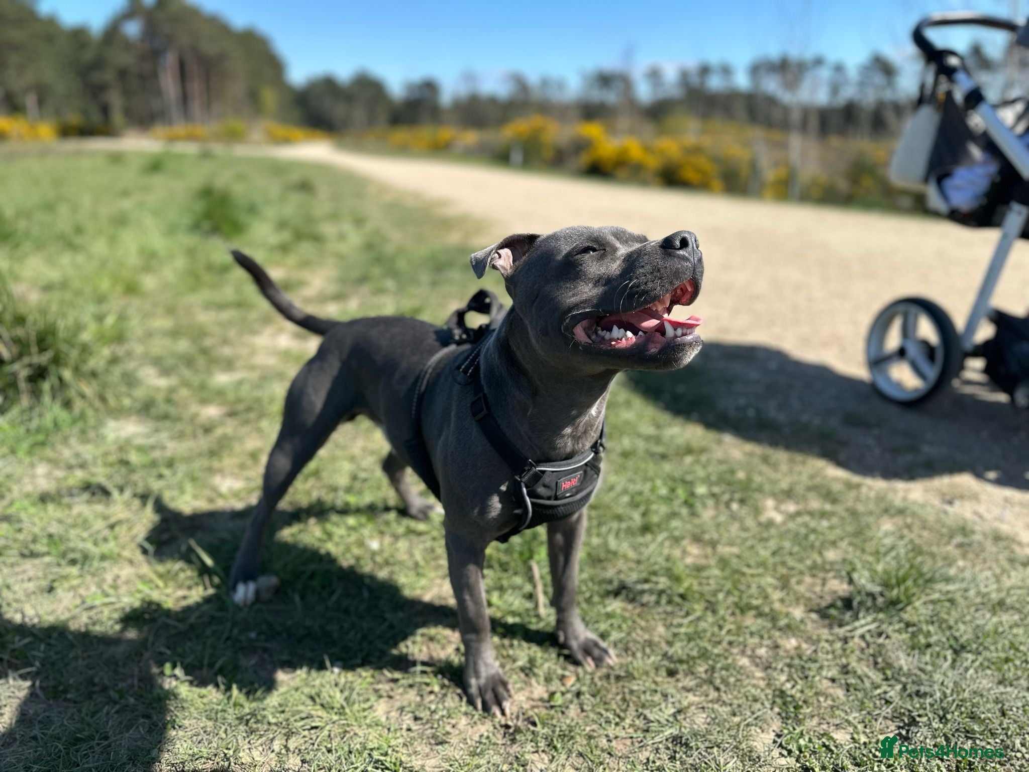 Staffordshire Bull Terrier dogs Beautiful Blue Staffy – Ready for Stud Duties - Advert 1