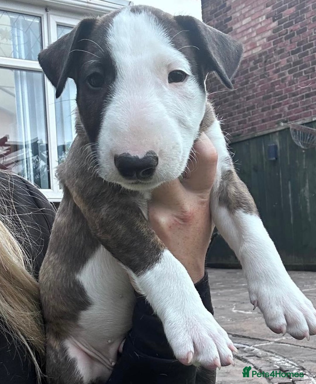 English Bull Terrier dogs for sale: English Bull Terrier Pup - Image 6