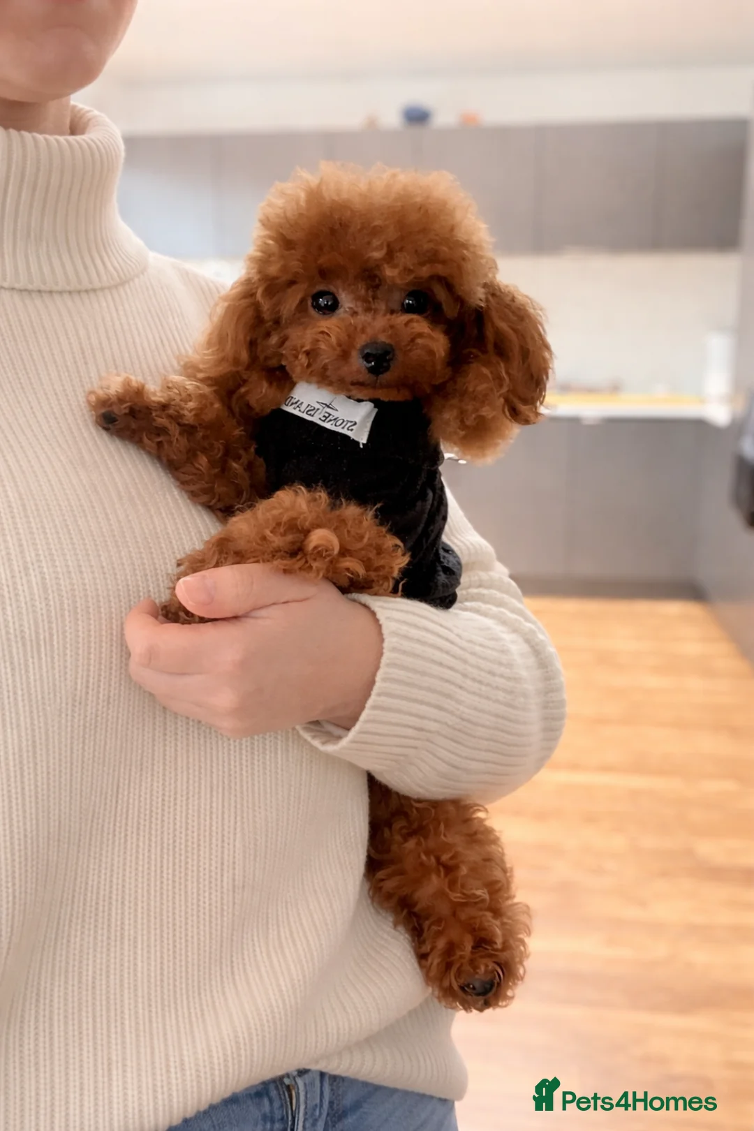 Toy Poodle dogs for stud: 🍒 Imported Tiny Red Asian Toy Poodle for Stud 🍒 - Advert 3