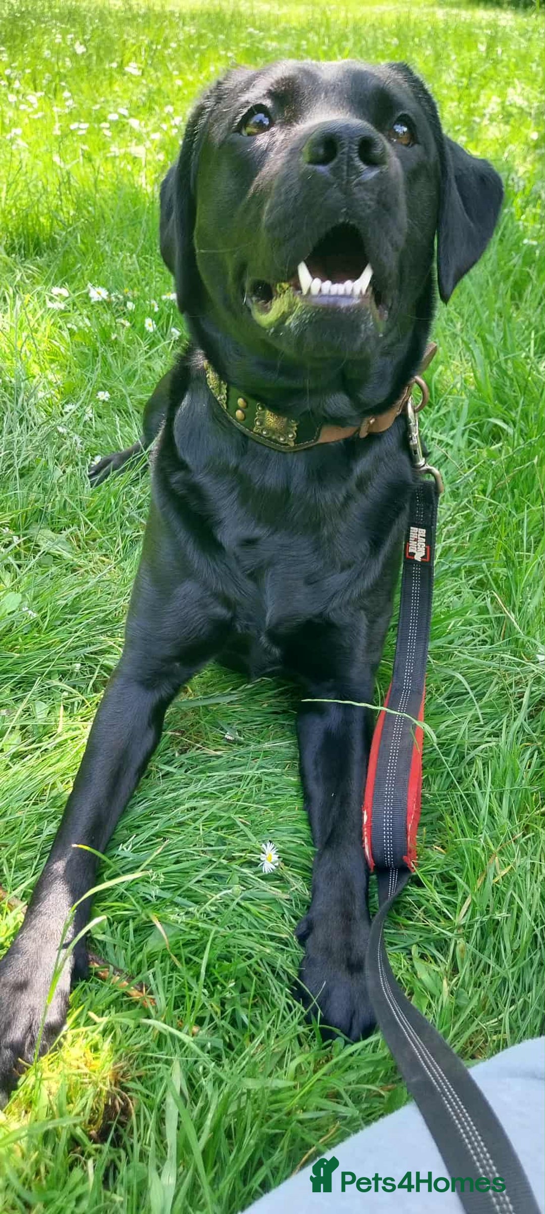 Labrador Retriever dogs for stud: Looking for a stud for my 3yr old lab - Image 5