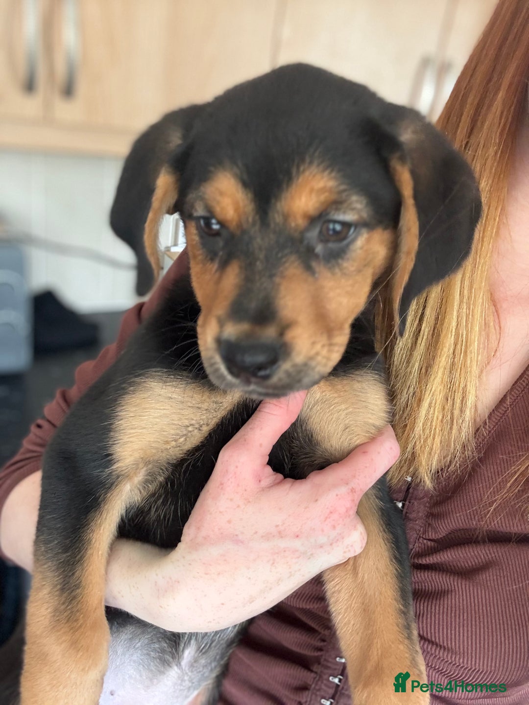 Lab Mix Coonhound Rottweiler Mix Puppy German Shepherd Mix Pug