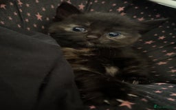 Domestic Shorthair cats for sale: Kittens - Image 12