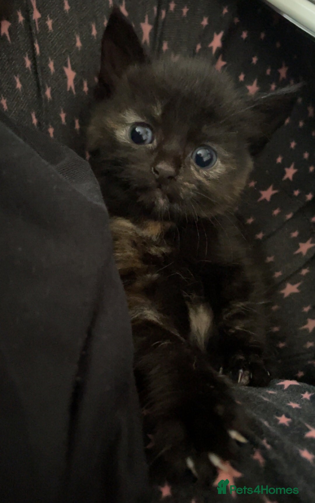 Domestic Shorthair cats for sale: Kittens - Image 12