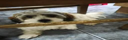 Mixed Breed dogs for sale: 3 bishon malthez  looking for new family  in Reading - Advert 3