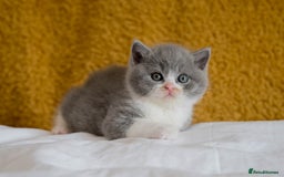 British Shorthair cats for sale: Stunning British Shorthair kittens - rare colours - Image 7