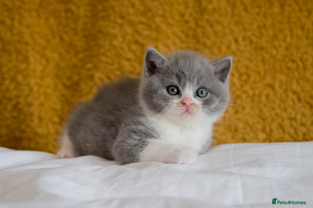 British Shorthair cats for sale: Stunning British Shorthair kittens - rare colours - Image 7