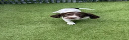 English Springer Spaniel dogs for sale: Springer Spaniels 4 x Boys in Wakefield - Advert 5