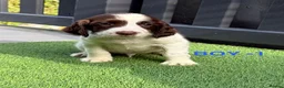 English Springer Spaniel dogs for sale: Cheeky Springer Spaniel Pups  in Wrexham - Advert 14