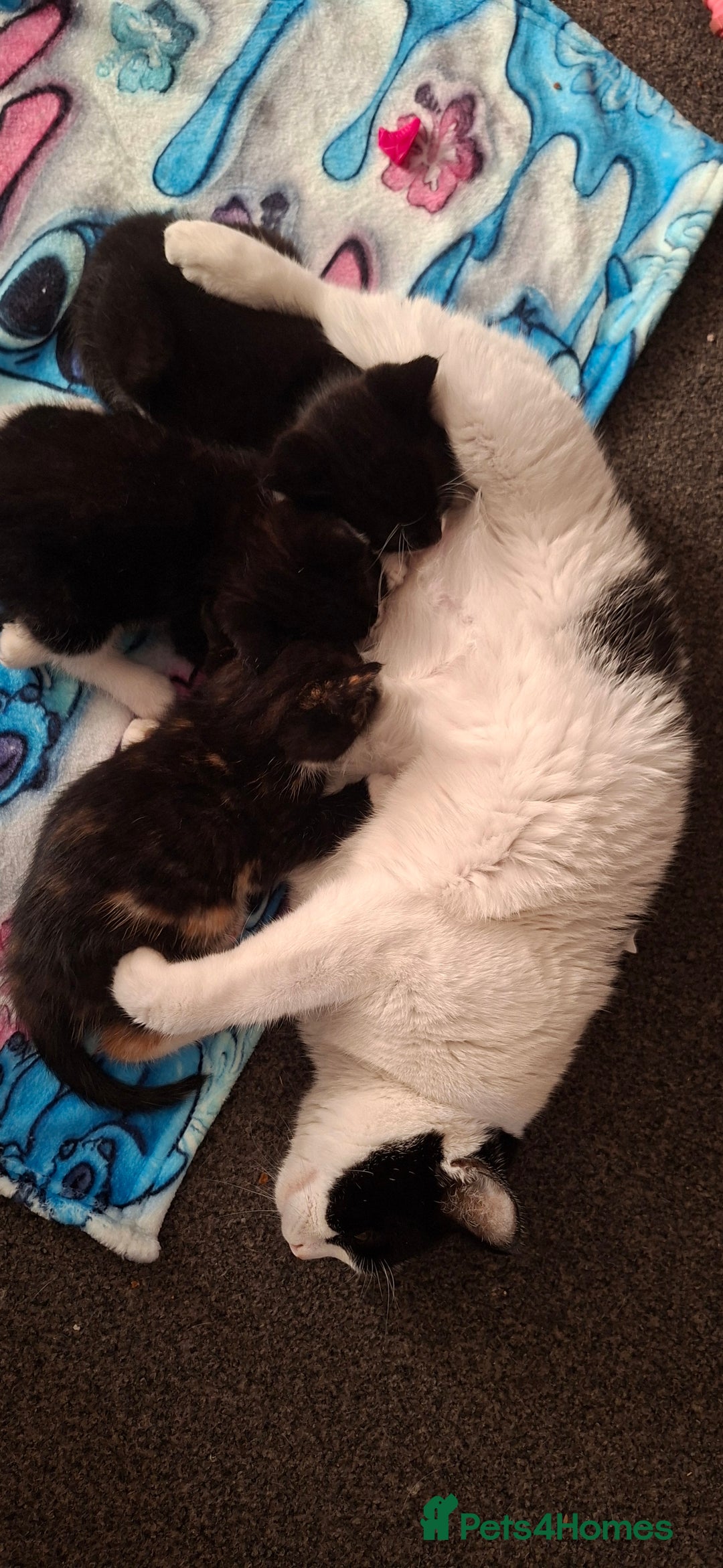 Mixed Breed cats for sale: 3 kittens available  - Advert 8