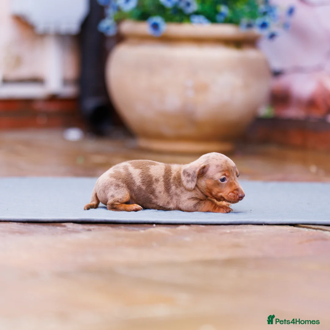 Miniature Dachshund dogs for sale: Top Tier Miniature Dachshunds for sale! - Advert 8