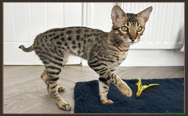 Savannah cats in Bingley - Advert 1