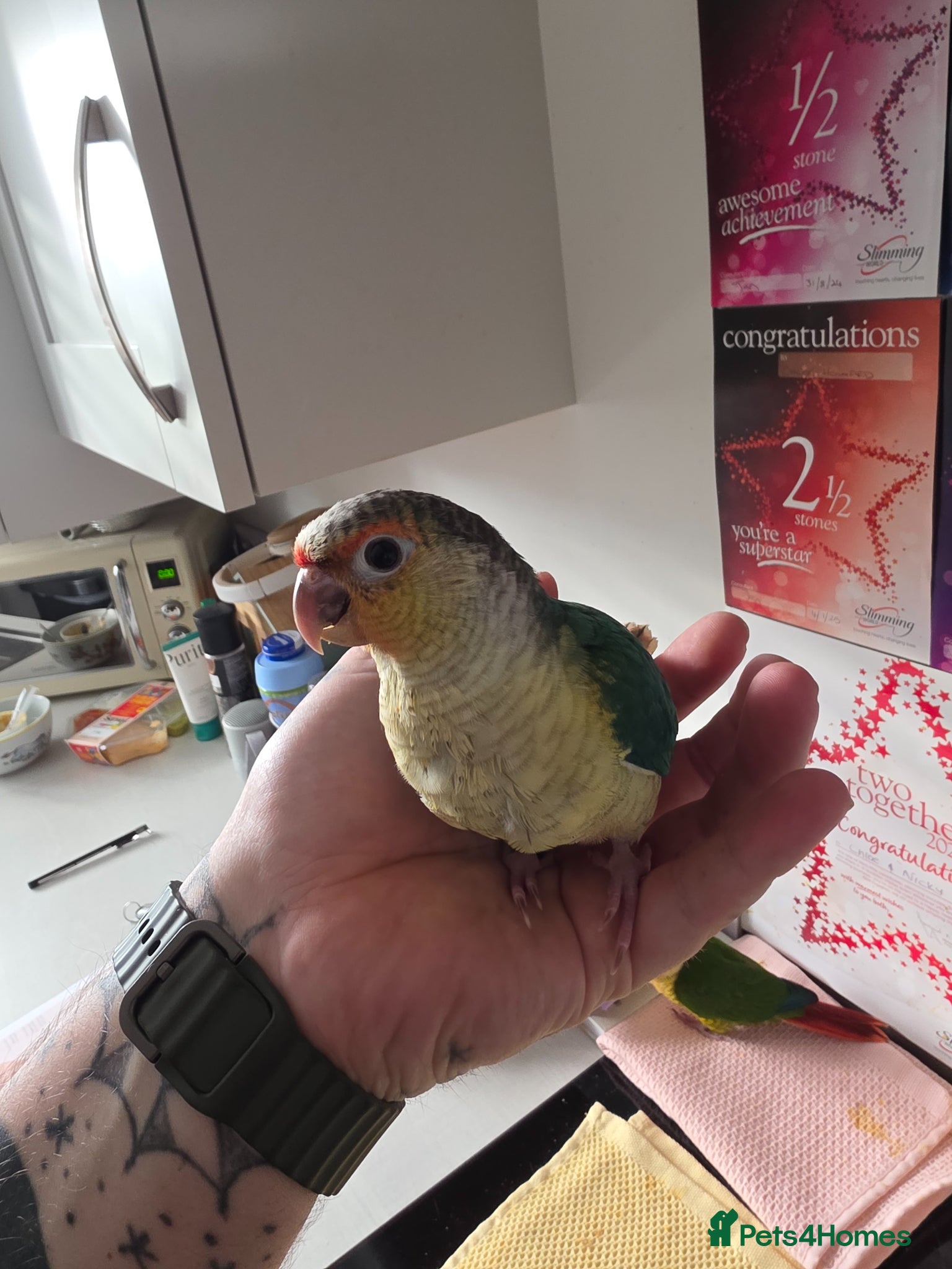 Conures birds Hand reared conure baby for sale - Advert 4