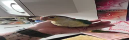 Conures birds for sale: Hand reared conure baby for sale - Advert 1