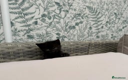 British Shorthair cats for sale: British Shorthair kittens girls - Image 5