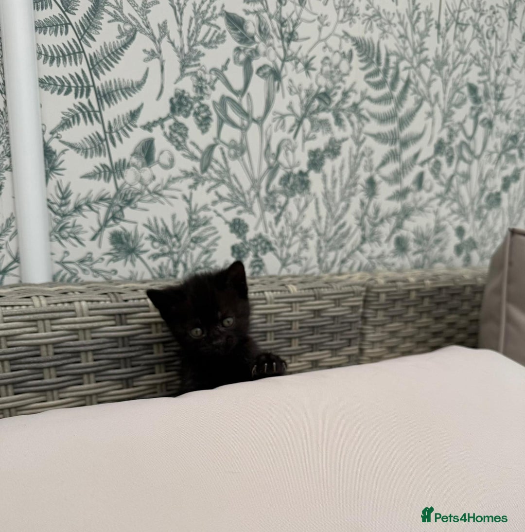 British Shorthair cats for sale: British Shorthair kittens girls - Image 5
