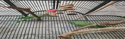 Ringnecks birds for sale: ringneck parakeets (cookie and geeta)  in Wolverhampton - Advert 4