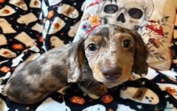 Miniature Dachshund dogs for sale: Adorable Longhaired Miniature Dachshund Puppies - Image 5