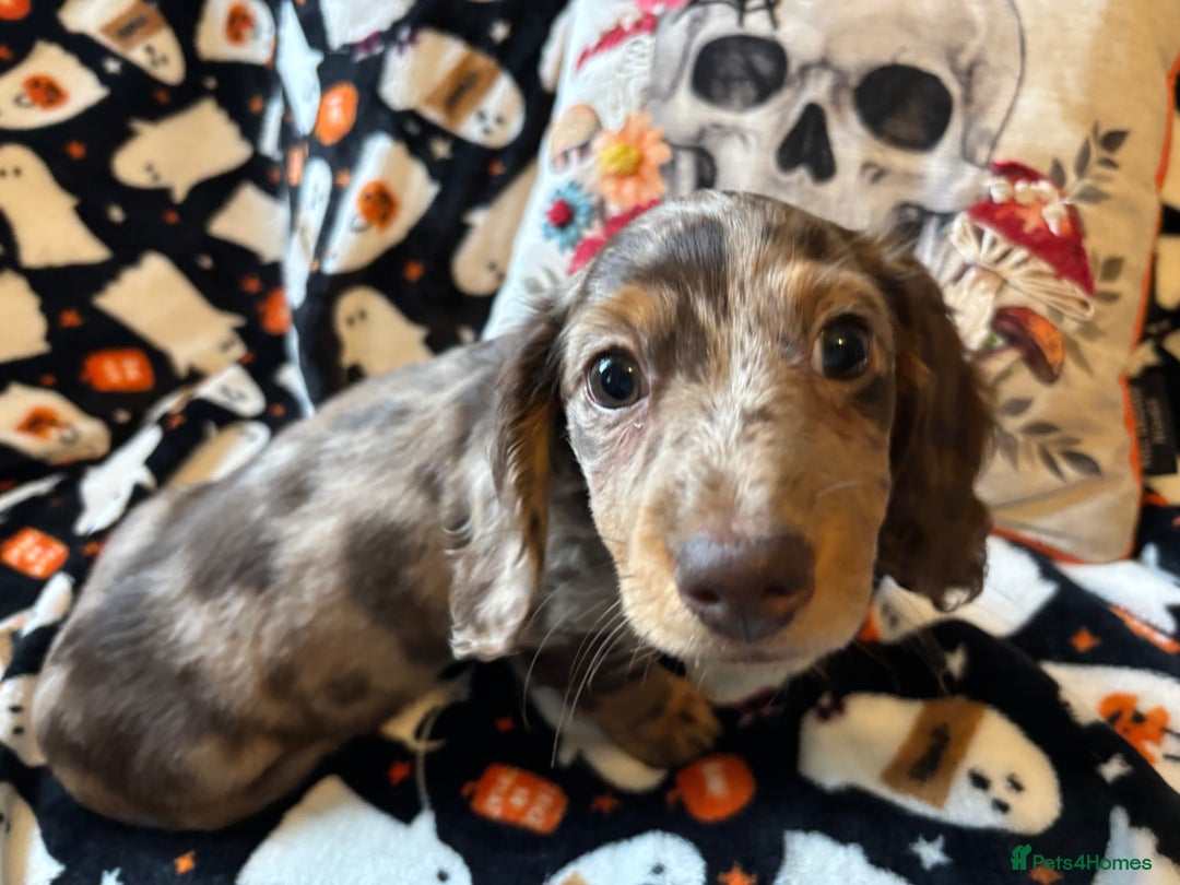Miniature Dachshund dogs for sale: Adorable Longhaired Miniature Dachshund Puppies - Image 5