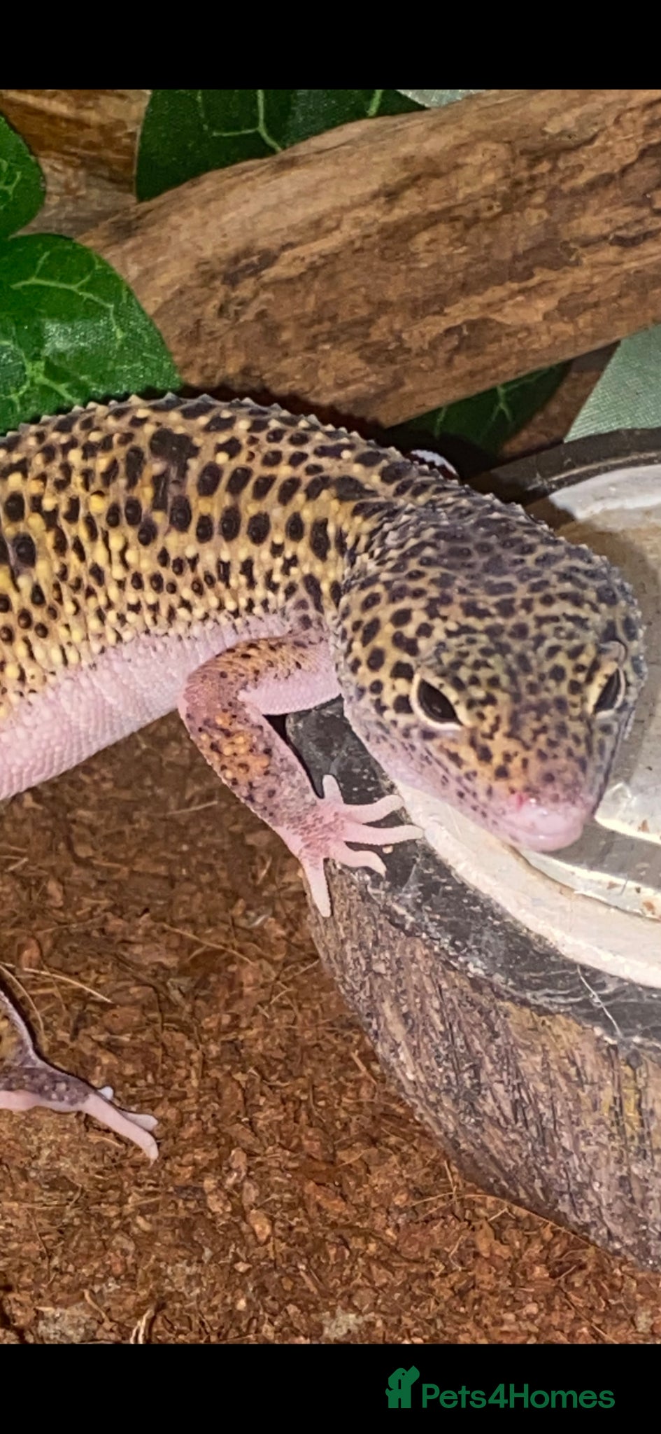 Gecko reptiles 13 months old female leopard gecko for sale  - Advert 1