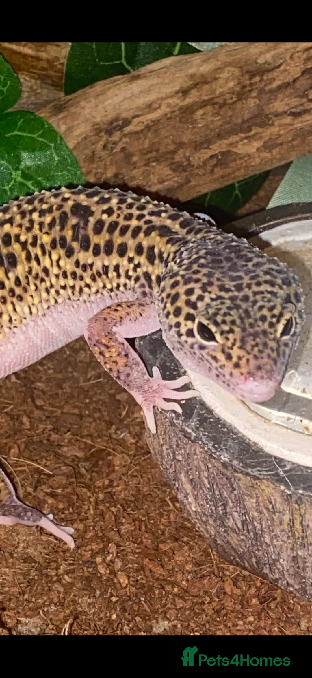 Gecko reptiles for sale: 13 months old female leopard gecko for sale  - Advert 1