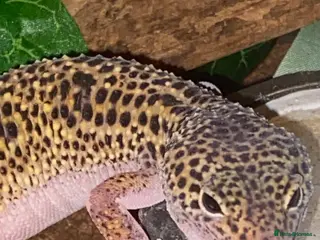 Gecko reptiles 13 months old female leopard gecko for sale - Advert 1