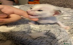 Oriental cats for sale:  GCCF Oriental Kittens For Sale - Image 5