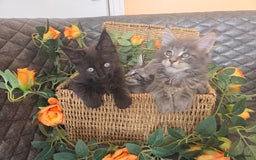 Maine Coon cats for sale: HEALTH TESTED TICA REG - Image 35