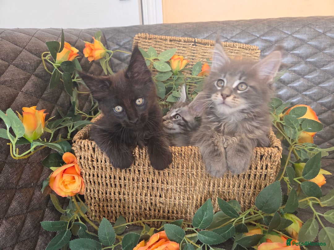 Maine Coon cats for sale: HEALTH TESTED TICA REG - Image 35