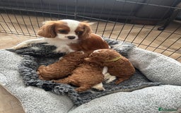 Cavapoo dogs for sale: F1 Fox Red Cavapoos (Health Tested) 🐶 - Image 10