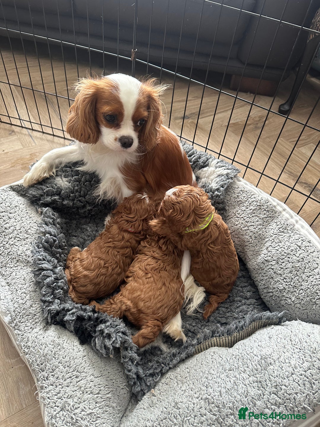 Cavapoo dogs for sale: F1 Fox Red Cavapoos (Health Tested) 🐶 - Image 10